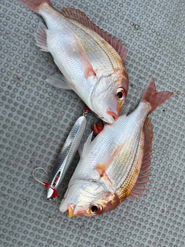 レンコダイの釣果