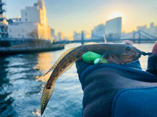 マハゼの釣果