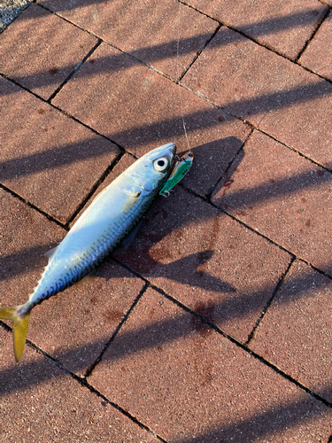 サバの釣果