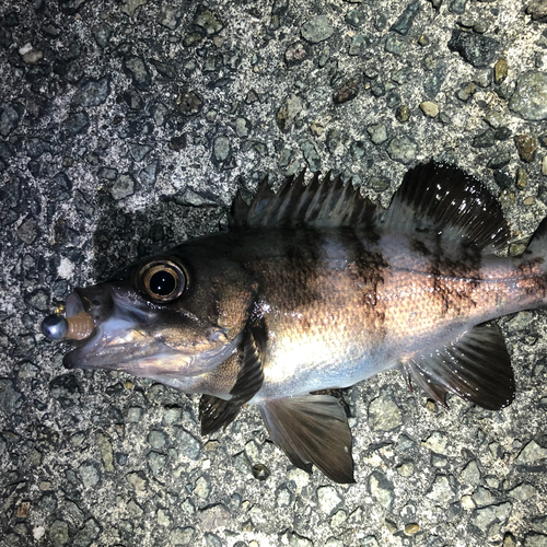 チャメバルの釣果