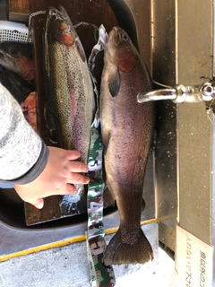 ニジマスの釣果