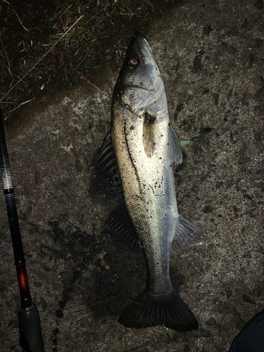 セイゴ（マルスズキ）の釣果