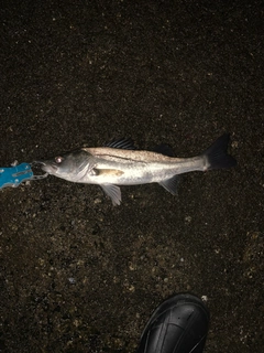 セイゴ（マルスズキ）の釣果