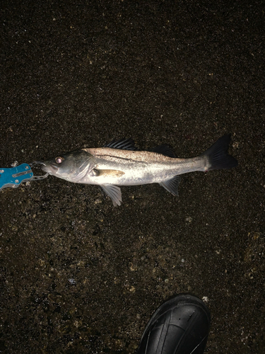 セイゴ（マルスズキ）の釣果