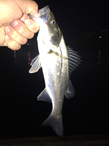 セイゴ（マルスズキ）の釣果