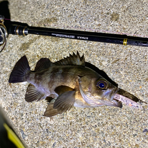 メバルの釣果