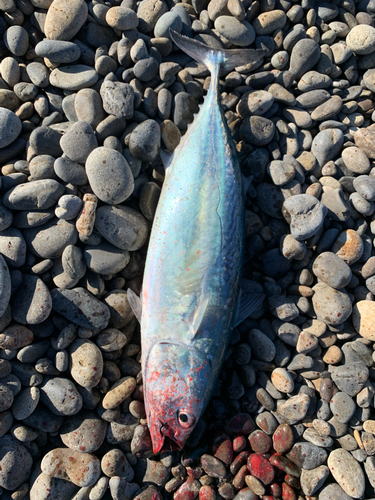 ヒラソウダの釣果