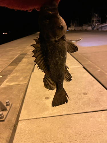 クロソイの釣果