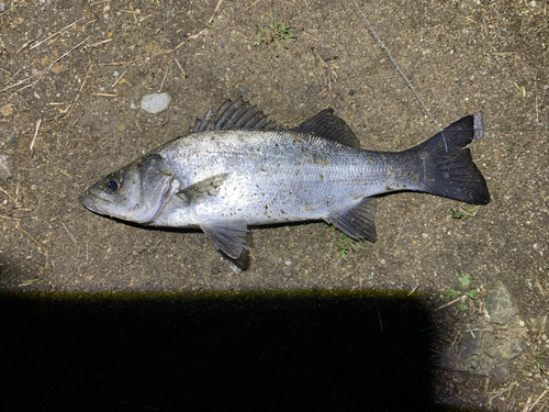 フッコ（ヒラスズキ）の釣果