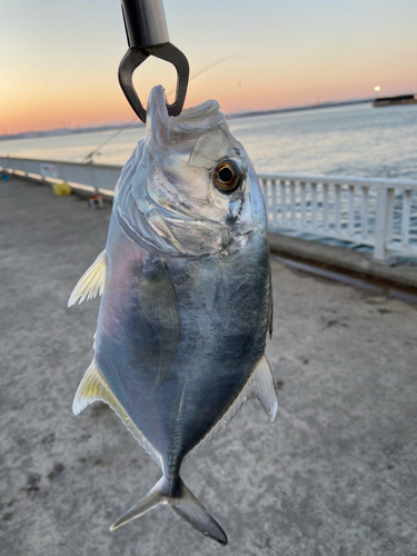 メッキの釣果