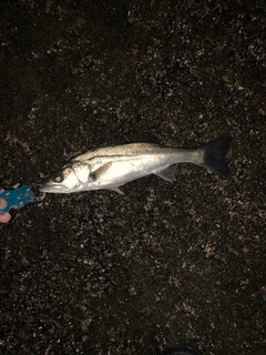 セイゴ（マルスズキ）の釣果