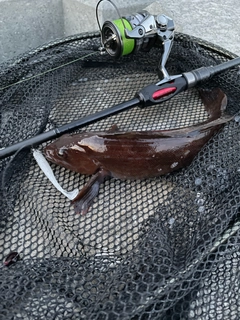 アイナメの釣果