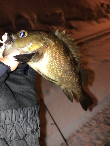 エゾメバルの釣果