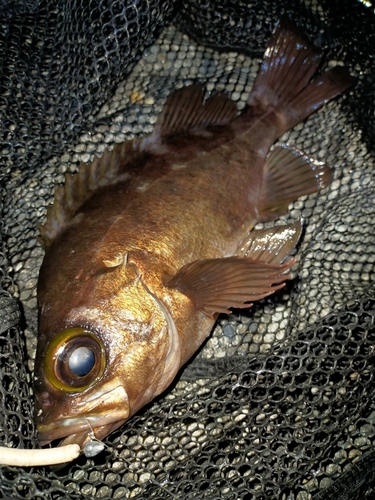 メバルの釣果