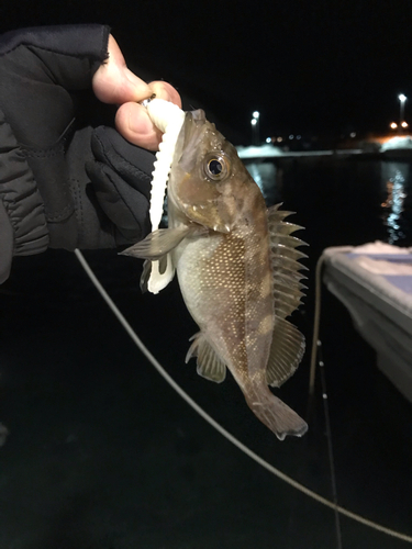 エゾメバルの釣果