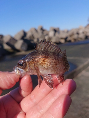 メバルの釣果