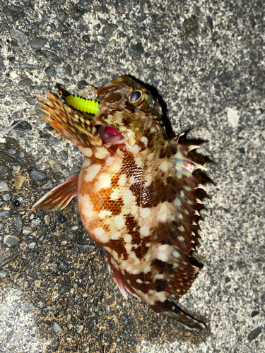 カサゴの釣果