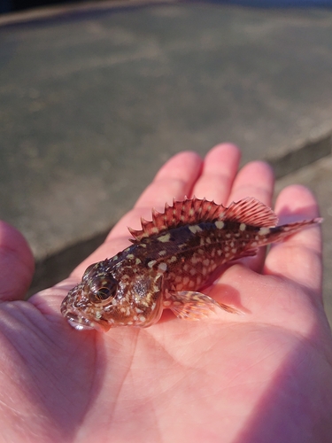 カサゴの釣果