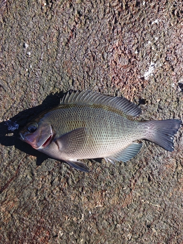 グレの釣果