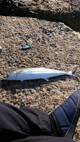 サゴシの釣果