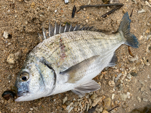 ミナミクロダイの釣果