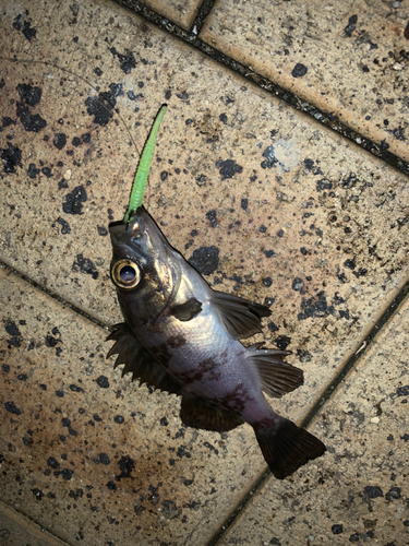 メバルの釣果