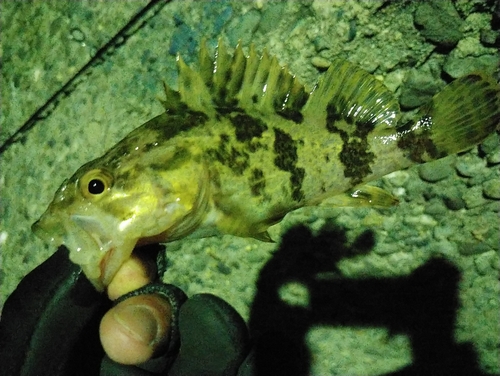 タケノコメバルの釣果