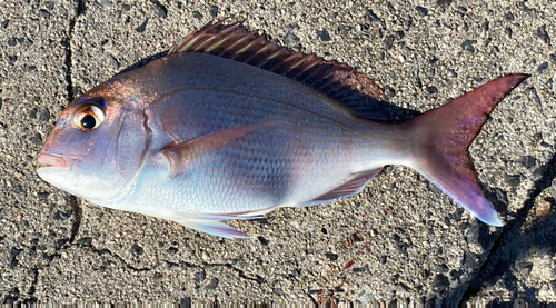 マダイの釣果