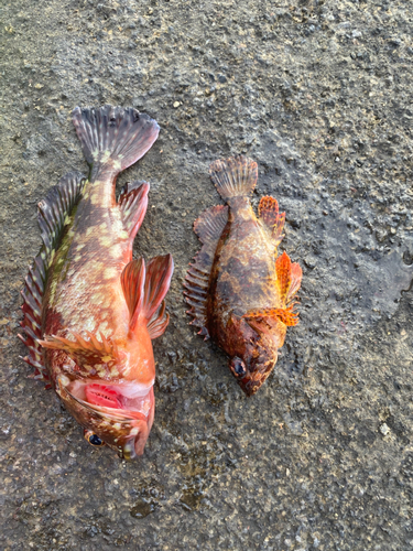 カサゴの釣果