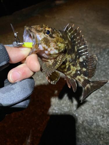 カサゴの釣果