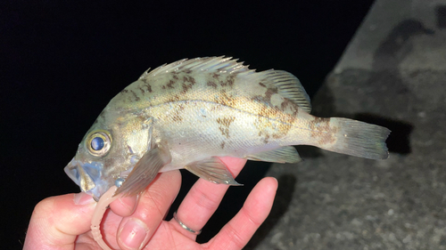 シロメバルの釣果