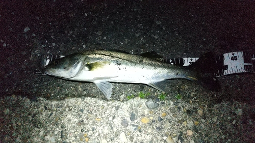 シーバスの釣果