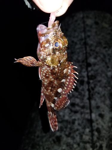 カサゴの釣果