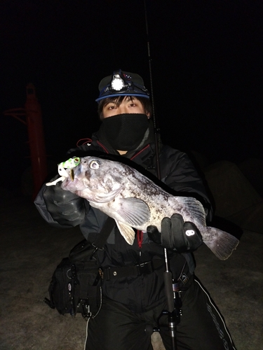 クロソイの釣果