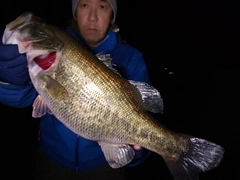 ブラックバスの釣果