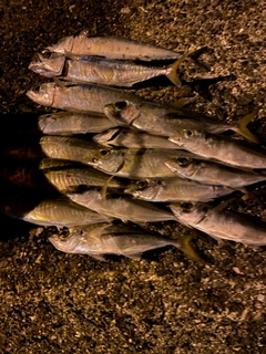 アジの釣果