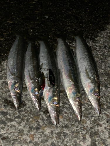 カマスの釣果