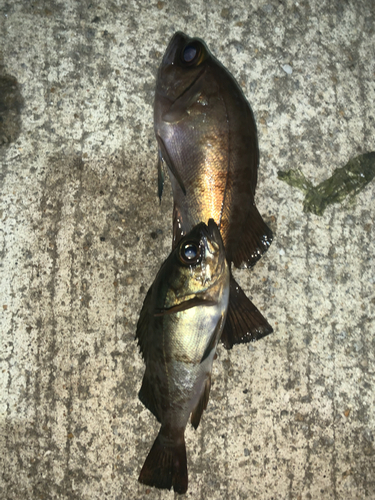 クロメバルの釣果