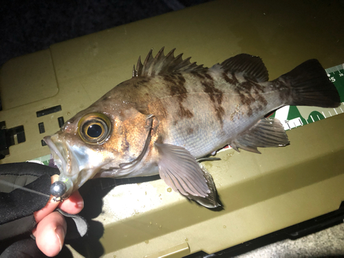 シロメバルの釣果