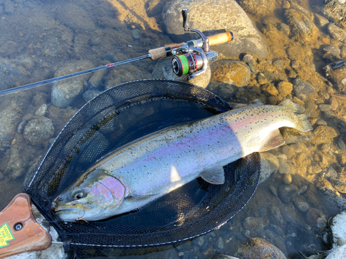 ニジマスの釣果