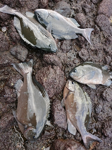 クチブトグレの釣果