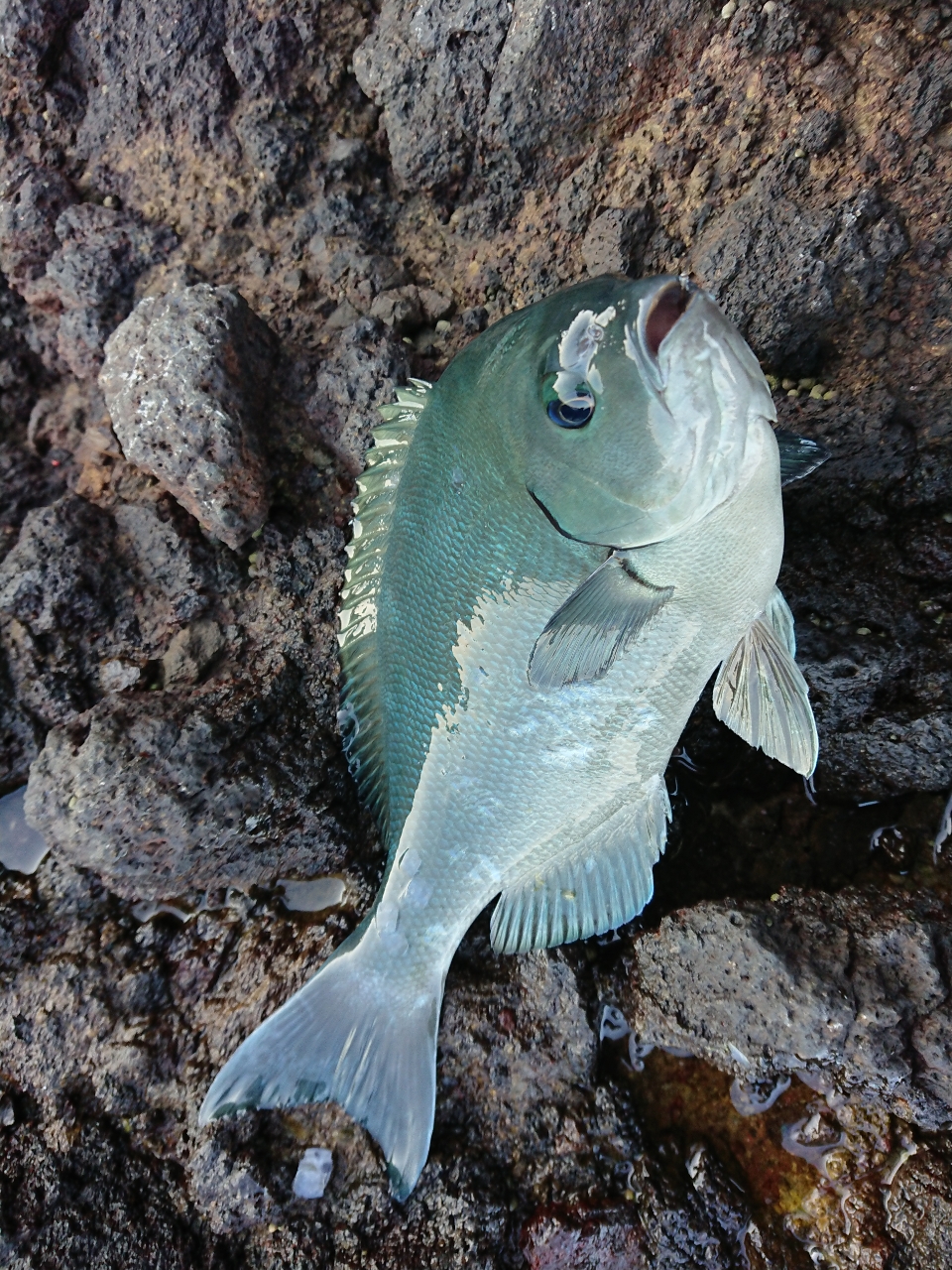 クチブトグレ