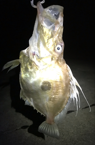 マトウダイの釣果