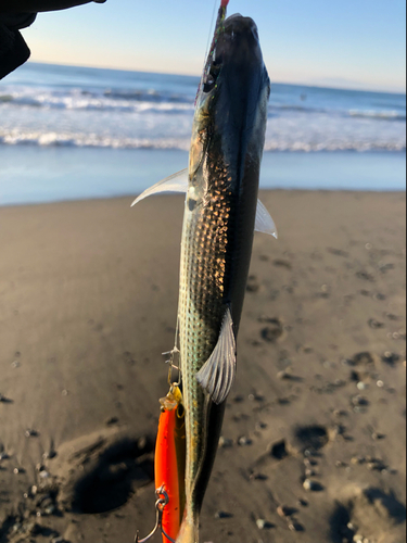 コノシロの釣果