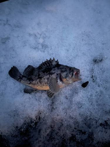 ソイの釣果