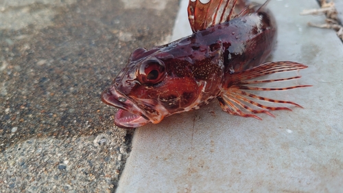 アナハゼの釣果