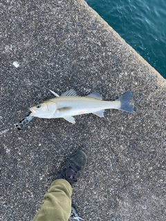 スズキの釣果