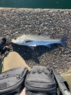 スズキの釣果