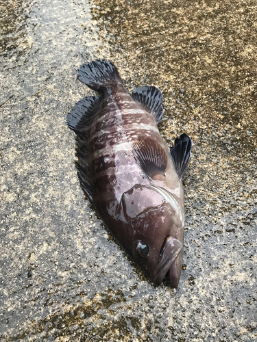 クエの釣果