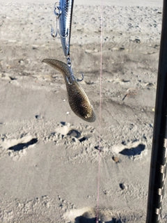 シタビラメの釣果